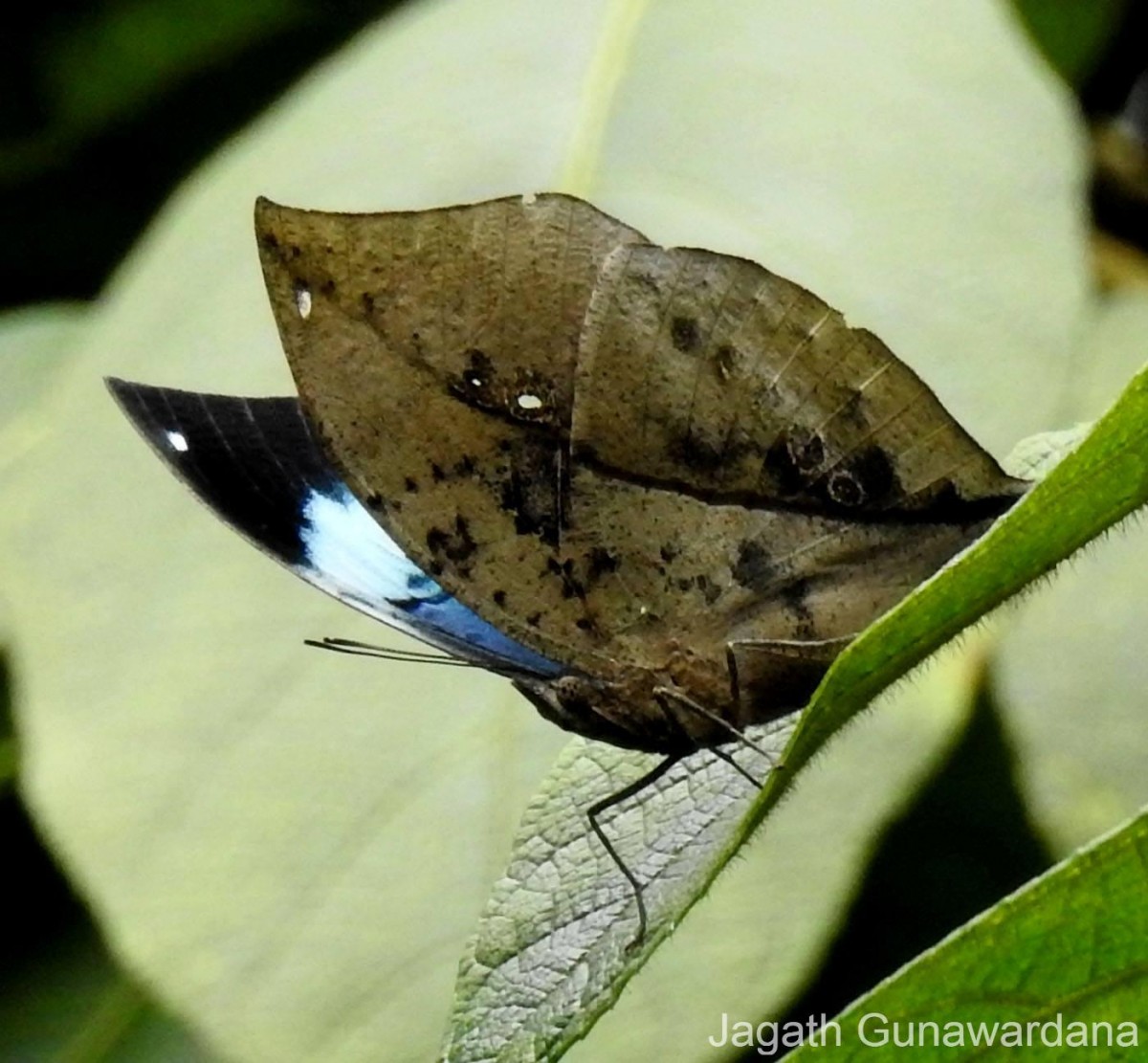 Kallima philarchus Westwood, 1848